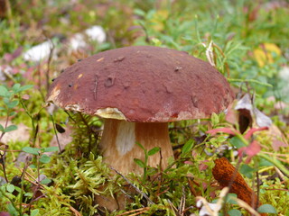 White mushroom on a grass background