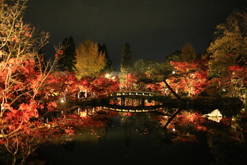 red maples change from yellow to red in autumn at night, kyoto garden