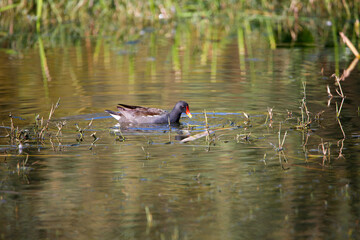 great crested grebe in water