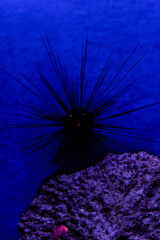 coral reef in aquarium