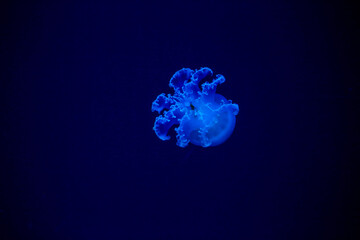 jellyfish in the water