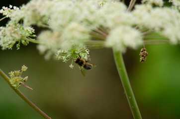 bee on a flower