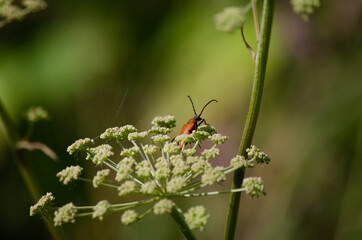 bug on a flower