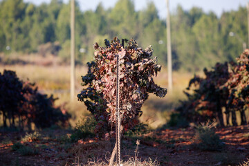 autumn in the forest