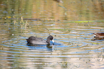 duck on the lake