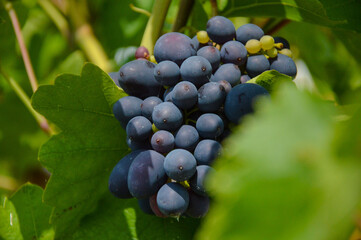 A bunch of ripe grapes on a branch