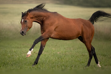 Bay arabian stallion in the wild