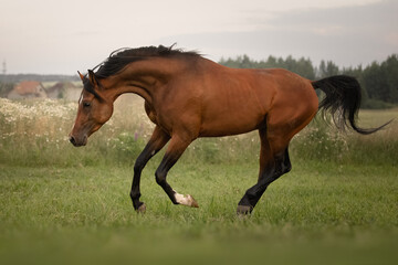 Bay arabian stallion in the wild