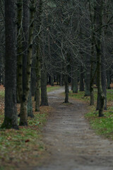 Pathway road in a Peaceful autumn Park