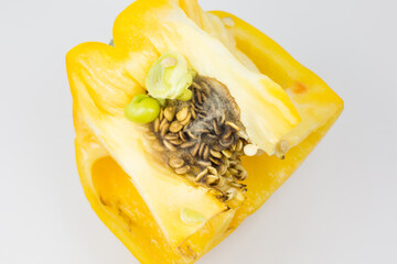 Rotten and Moldy yellow pepper on the white background. Bad conditions of preservation. Close up, Spoiled  food. Fungus illness.