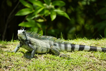 Green iguana (Iguana iguana) Iguanidae family.