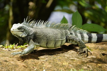 Green iguana (Iguana iguana) Iguanidae family.