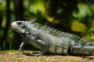 Green iguana (Iguana iguana) Iguanidae family.