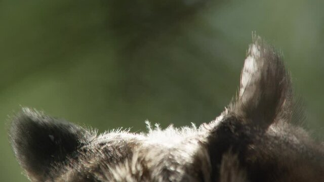 long eared owl sitting in a tree