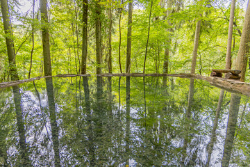 Fototapeta premium Spring of crystalline calcareous water with impressive mirror reflection of surrounding green trees, sources of lime tuff or sandstone on Mullerthal Trail, trees in background, Luxembourg