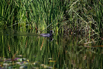great crested grebe