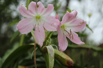 light pink flower bb