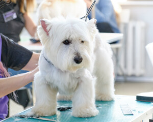 Grooming a dog West Highland White Terrier in a beauty salon for animals