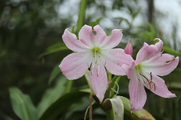 light pink flower bb