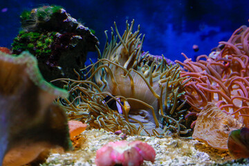 fish in aquarium