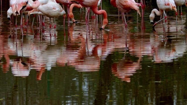 flock of flamingos standing in pond at zoo