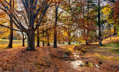 Amercian beech (Fagus grandifolia) and other trees along small stream in autumn, near Charlottesville, Virginia, in morning.