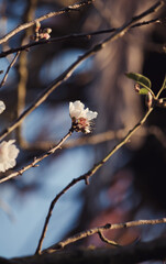 blossom in spring