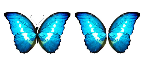 Obraz na płótnie Canvas Color Morpho butterfly and wings, isolated on the white background
