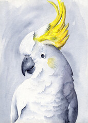 Watercolor illustration of a white parrot cockatoo with a yellow tufted head on a pale gray background © Мария Тарасова