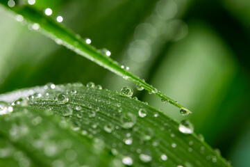 Naklejka premium A closeup of water drops on green leaf after raindrops
