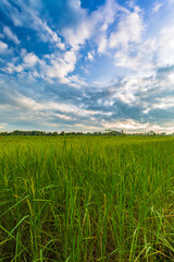 Green rice fild with evening sky ,rice field and sky in the morning