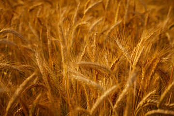 Wheat grain ear and rye field on yellow sunset sky background.
