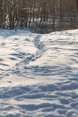 Path in the winter forest