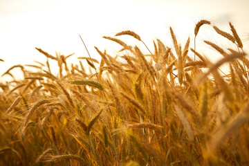 Wheat grain ear and rye field on yellow sunset sky background.