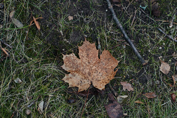 fallen leaves in autumn forest at cloudy weather