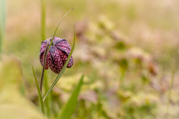 Spring background with a purple chess flower (snake's head). Copyspace, shallow field of depth. 