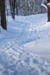 Path in winter forest on a sunny day