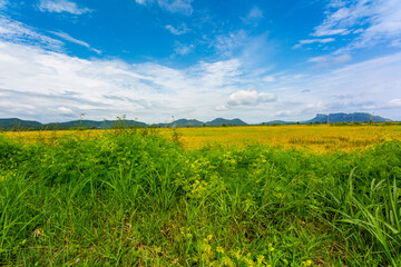 rice fields and mountains,Lush green rice field