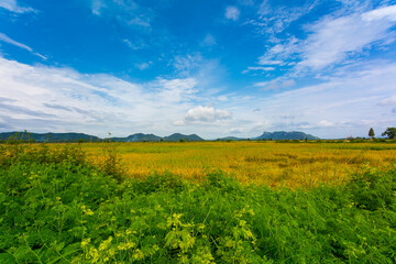 rice fields and mountains,Lush green rice field