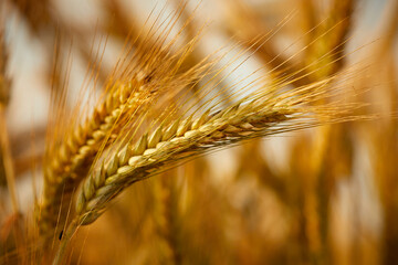 Wheat grain ear and rye field on yellow sunset sky background.