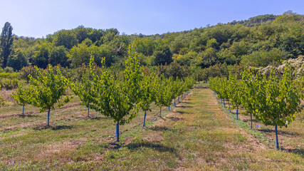 Fototapeta na wymiar Fruits Orchard