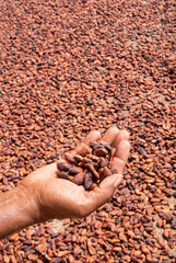 Hands handling and inspecting cocoa beans