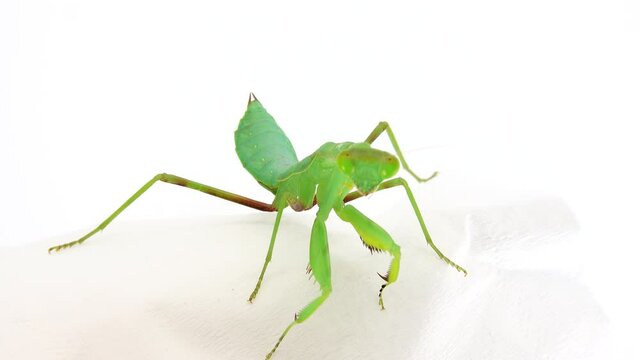 4K praying mantis dansing on a white background mantis, insect, bug, praying mantis, animal, nature, praying, macro, predator, closeup, wildlife, wild, white background, mantis religiosa, eyes