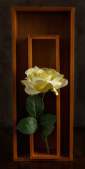 Still Life Image of a Single Yellow Rose in a Wooden Box