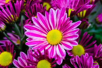  fiori rosa autunnali a novembre. autunno. giorno dei morti. crisantemi, novembre