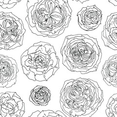 Flowers line drawn on a white background. Vector sketch of flowers. Roses