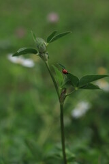 dragonfly on a green leaf