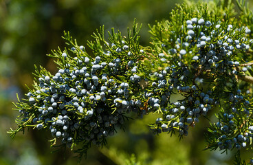 Close-up of beautiful branch of Juniperus virginiana tree or Pencil Cedar with lot ripe blue berries. Selective focus of blue fruit Eastern Red Cedar tree in Goryachiy Klyuch park. Nature concept