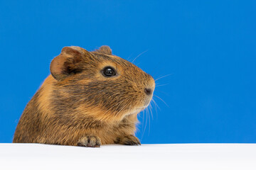 cute Funny guinea pig on a blue background