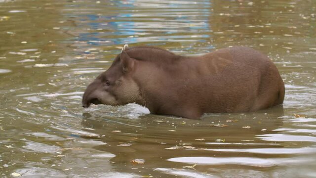 tapir in pond at zoo